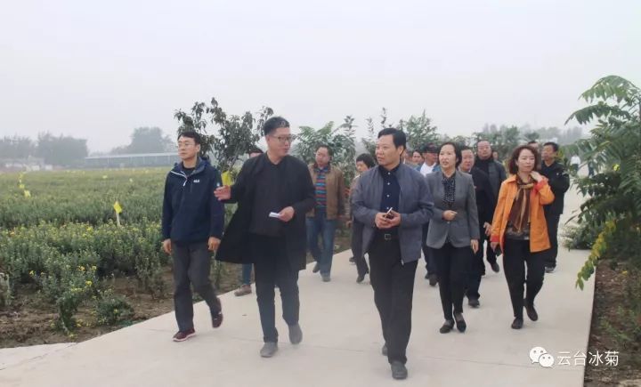 云臺(tái)冰菊基地發(fā)生了什么？一批批領(lǐng)導(dǎo)專家團(tuán)隊(duì)前來(lái)！