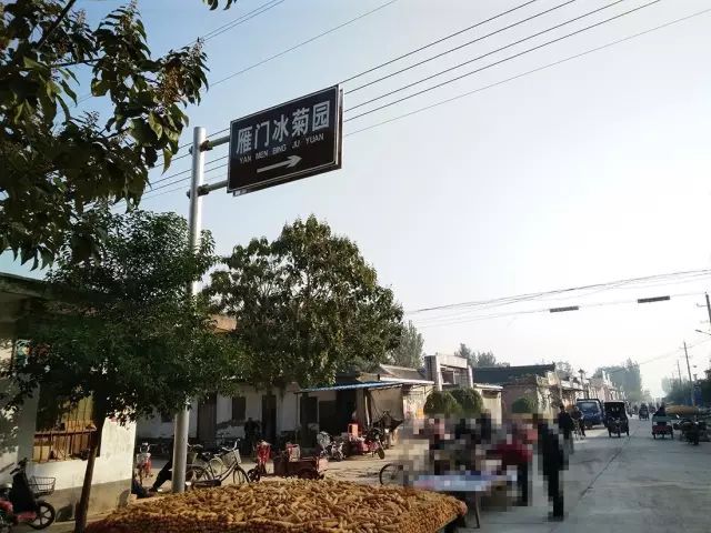 如何找到云臺冰菊？怎樣找到云臺冰菊？